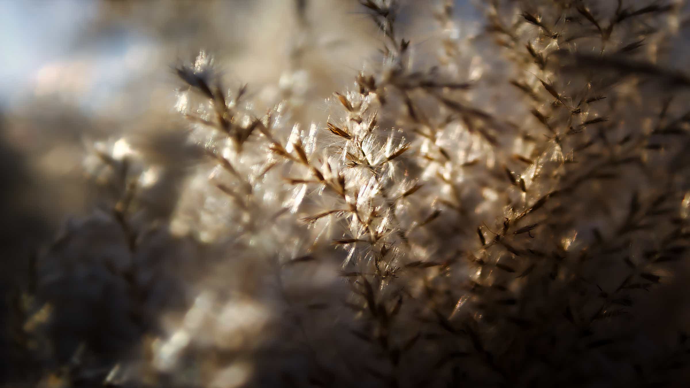Abbildung: Farbfoto "Im Sonnenlicht", Blogbeitrag "Visuelle Grundelemente in der Natur" – Blog: Fotografische Exkursionen