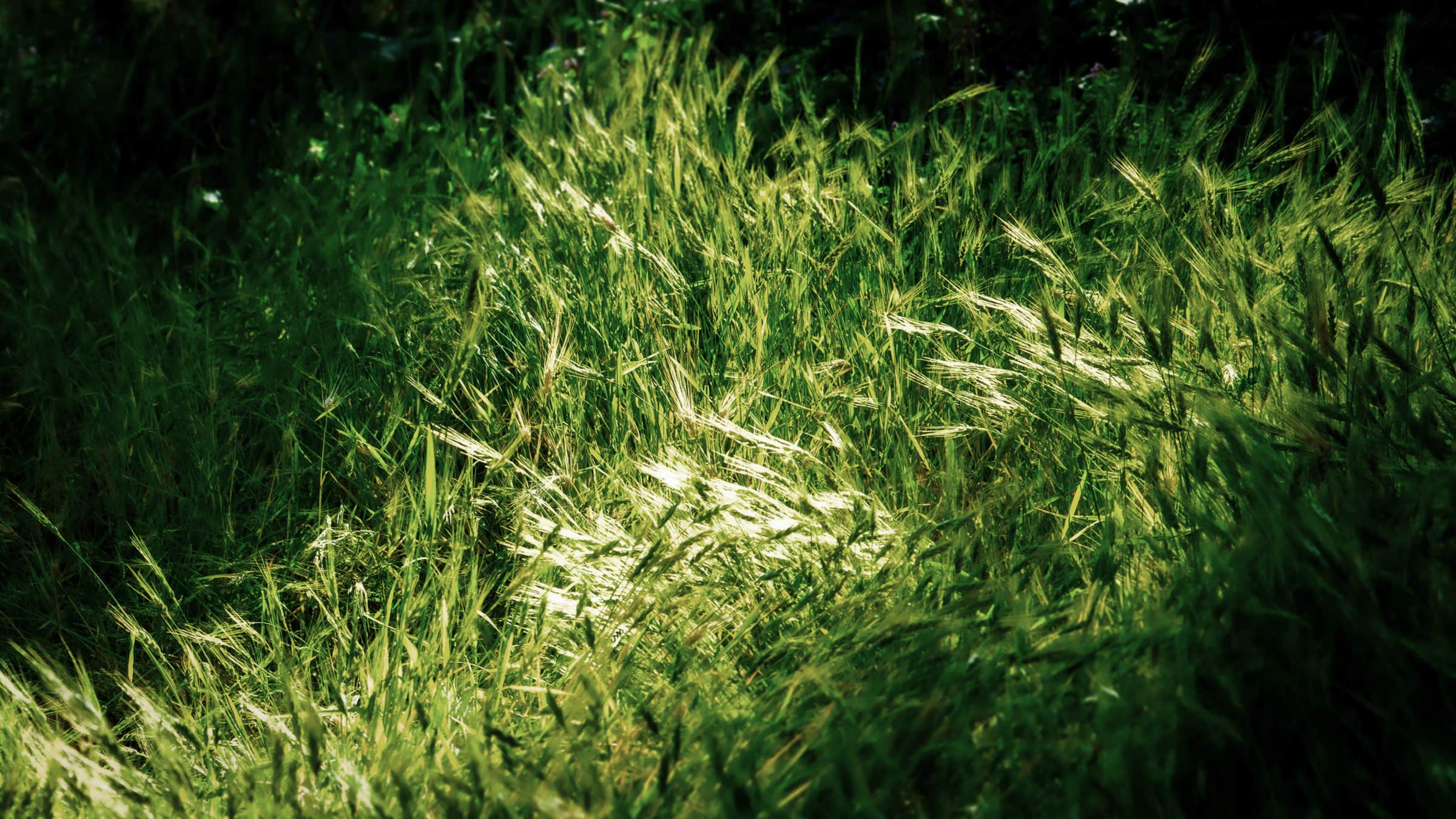 Abbildung: Farbfoto "Licht und Schatten" "Visuelle Grundelemente in der Natur" – Blog: Fotografische Exkursionen