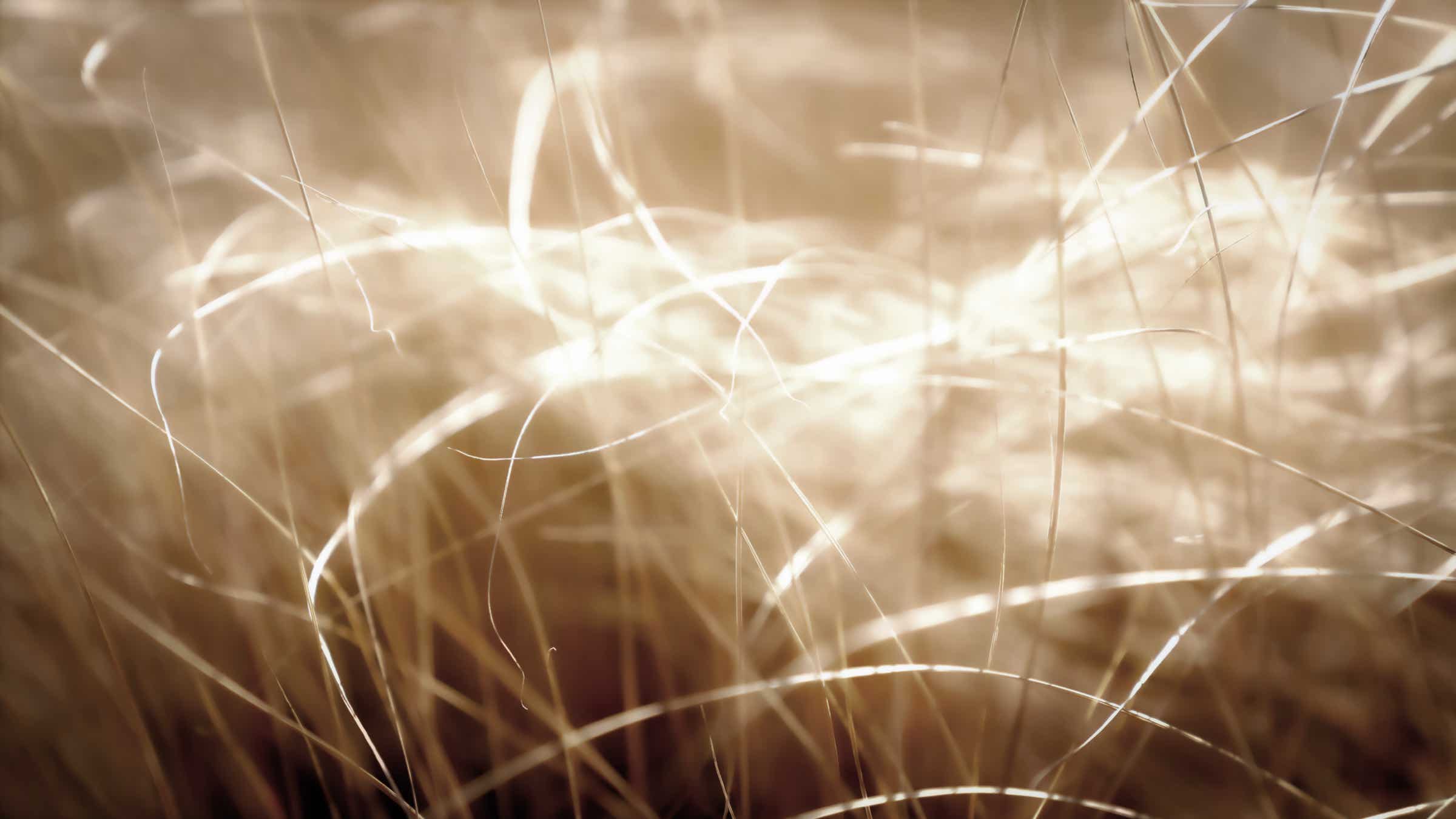Abbildung: Farbfoto "Flirrende Gräser 2", Blogbeitrag "Visuelle Grundelemente in der Natur" – Blog: Fotografische Exkursionen